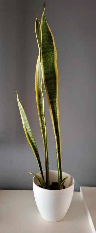 Sansevieria trifasciata Planta Serpiente