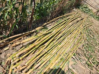 Cañas para el huerto