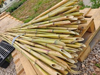 Cañas para el huerto