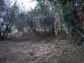 Desbrossament i neteja de terrenys + poda d’arbres