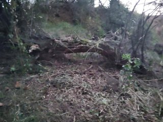 Desbrossament i neteja de terrenys + poda d’arbres