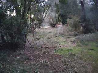 Desbrossament i neteja de terrenys + poda d’arbres