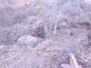 Desbrossament i neteja de terrenys + poda d’arbres
