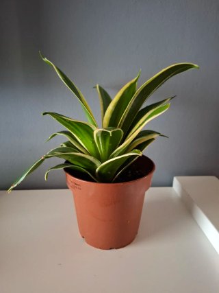 Sansevieria Hanaii Planta