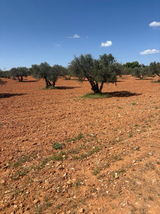 Terreno con 45 olivos en Motilla del palancar.
