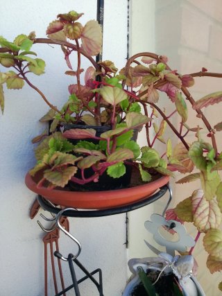 Plantas  variadas