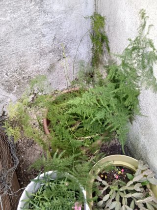 Se venden plantas y arboles