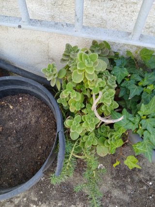 Se venden plantas y arboles