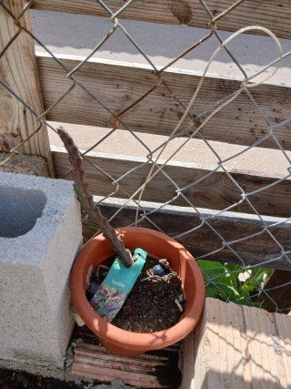 Se venden plantas y arboles