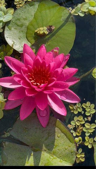 Nenúfar Than Khwan fucsia intenso