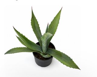 Cactus Cereus 75-85 cm + Agave Blu