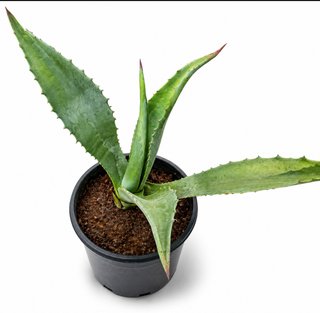 Cactus Cereus 75-85 cm + Agave Blu