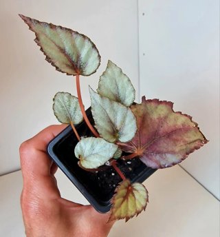 Begonia Rex Planta