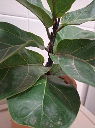 Ficus Lyrata Planta Interior