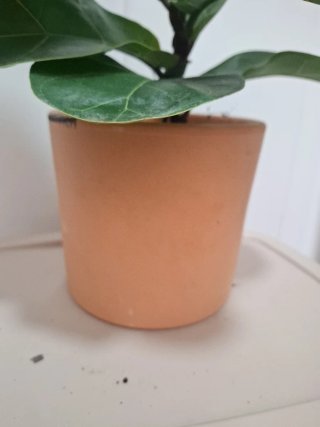 Ficus Lyrata Planta Interior