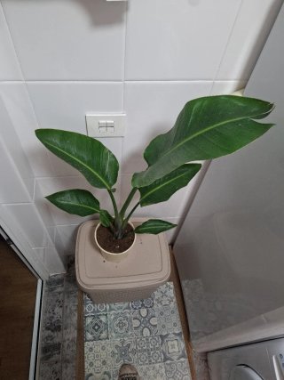Ave del paraíso blanca (Strelitzia nicolai)