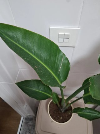 Ave del paraíso blanca (Strelitzia nicolai)