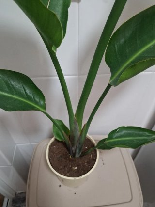 Ave del paraíso blanca (Strelitzia nicolai)