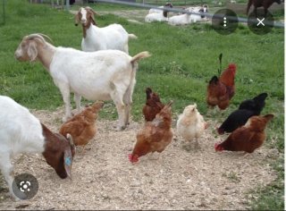 Finca rústica con pozo cerca de Madrid – oportunid