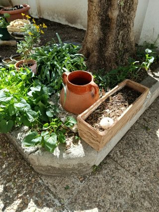 Lote Macetas Barro y Plástico