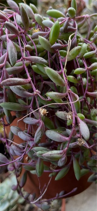 Othonna capensis ruby necklace 3 talee 2E