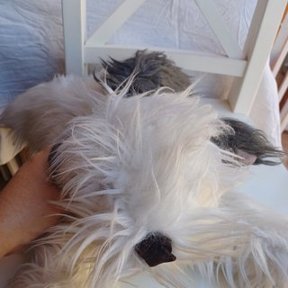 Peluche perro grande blanco y gris