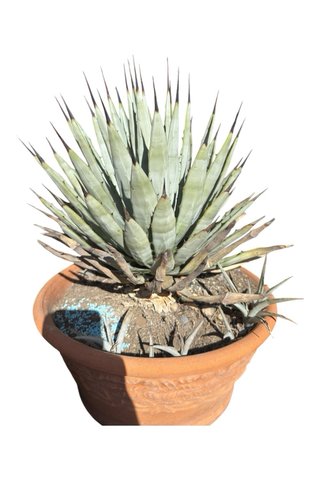 Polloni di agave macroacantha