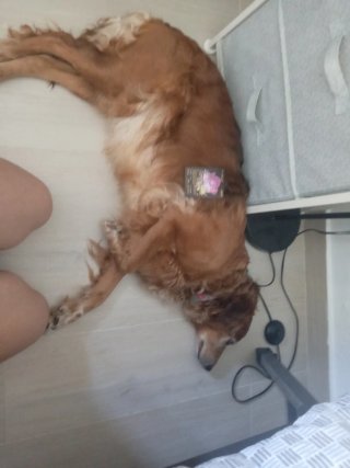 Busta di carte Pokémon fanmade