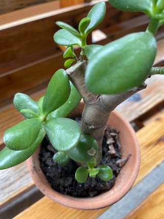 Planta Jade Resistente