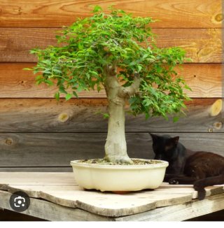 10 semillas de Almez (Celtis Australis)