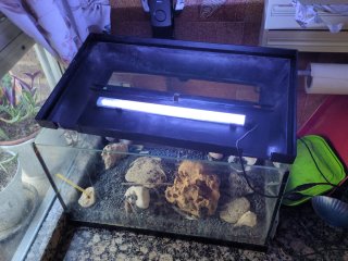 Pecera 40L con accesorios