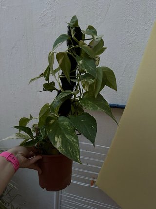 Maceta Enredadera Potos