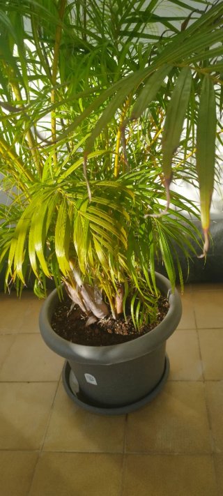 Palmera Areca en maceta. 190 de altura