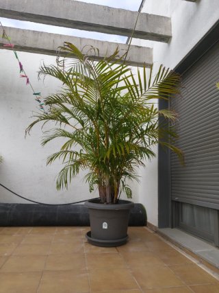 Palmera Areca en maceta. 190 de altura