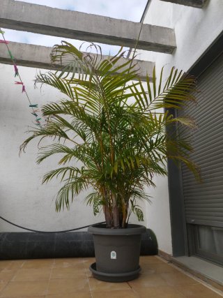 Palmera Areca en maceta. 190 de altura