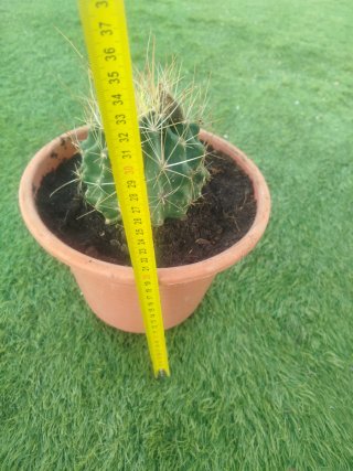 Cactus en maceta
