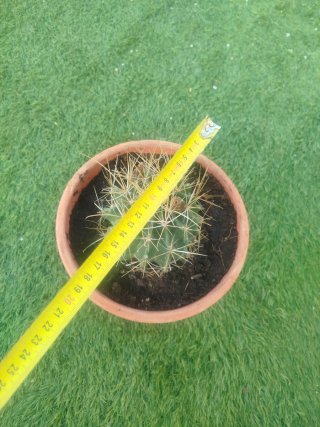 Cactus en maceta