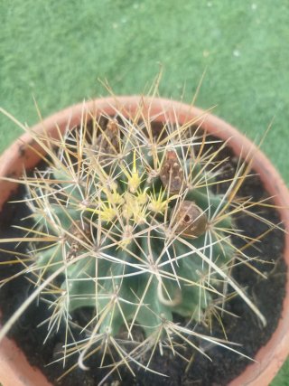 Cactus en maceta