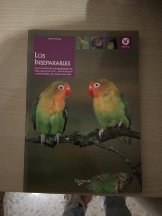 Los inseparables, agapornis (Animales) (Spanish Ed
