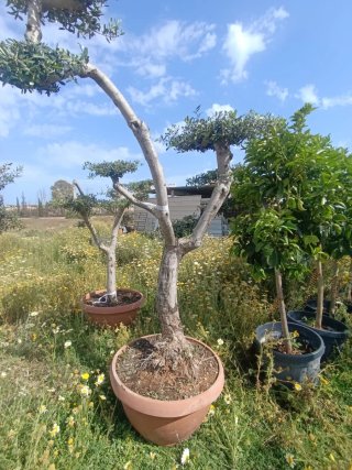 Palmeras y olivos en maceta