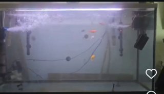 Acuario completo profesional 120 cm COMO NUEVO