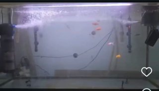 Acuario completo profesional 120 cm COMO NUEVO