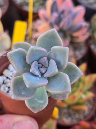 Graptopetalum Amarna