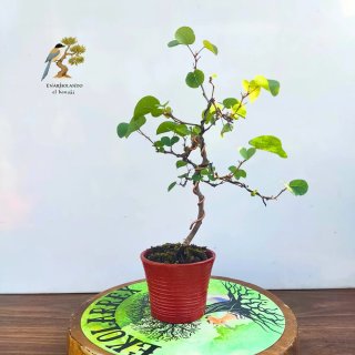Bonsái Árbol del Amor