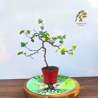 Bonsái Árbol del Amor