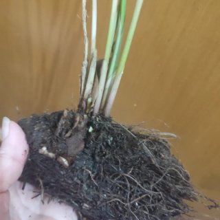 Papiro per invasare