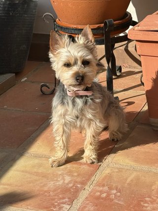 Cuidado/paseo perros