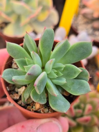 Echeveria Tesla