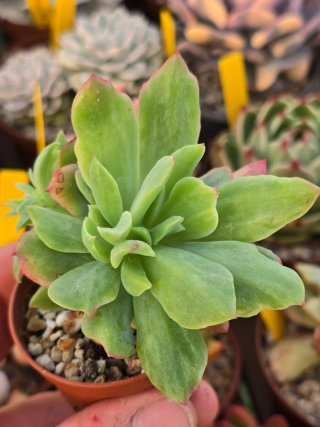 Echeveria Luella(?)