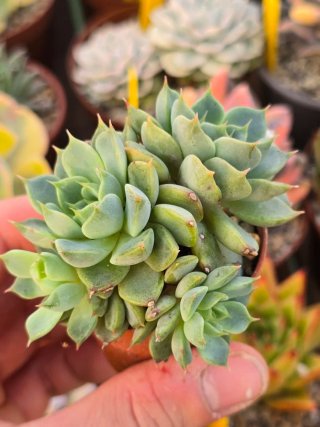 Echeveria Elegans